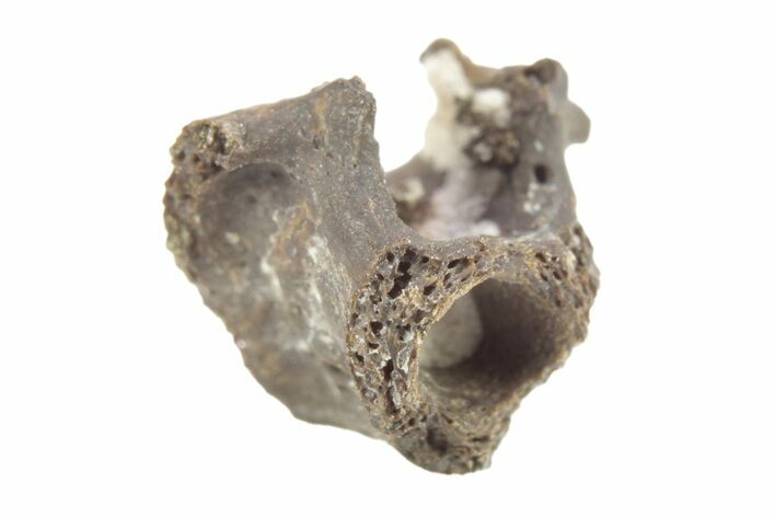 Permian Reptile Fossil Vertebra - Oklahoma #261376